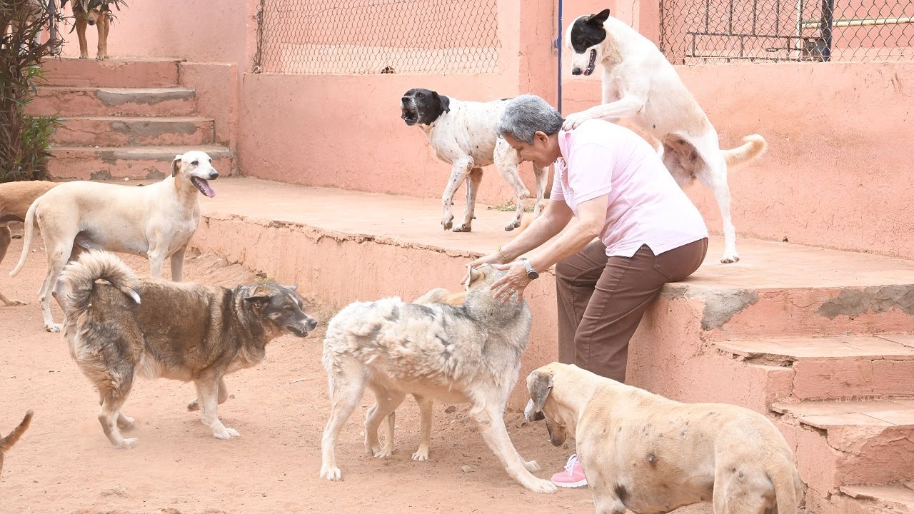 Chiens errants : les solutions existent, la mise en œuvre prend du retard