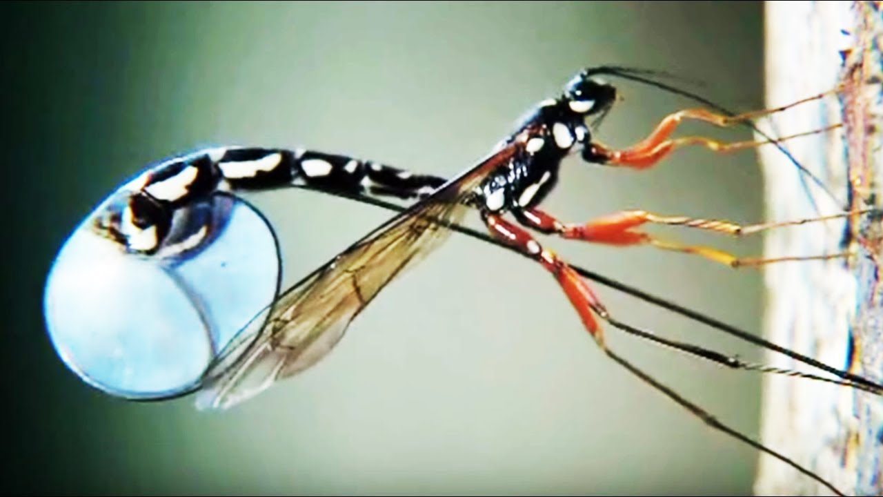Cet insecte repousse la frontière de l'étrange - ZAPPING SAUVAGE