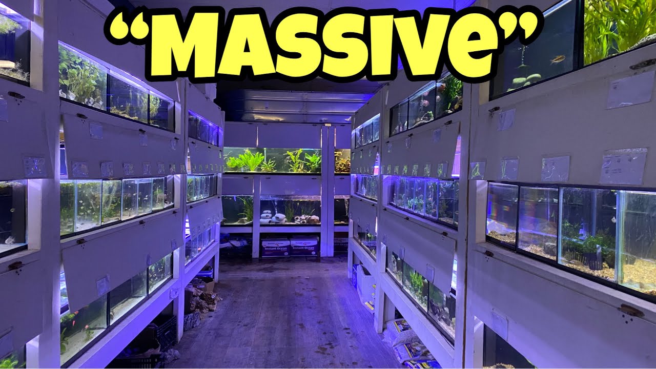 Local man builds MASSIVE AQUARIUM FISH EMPIRE!