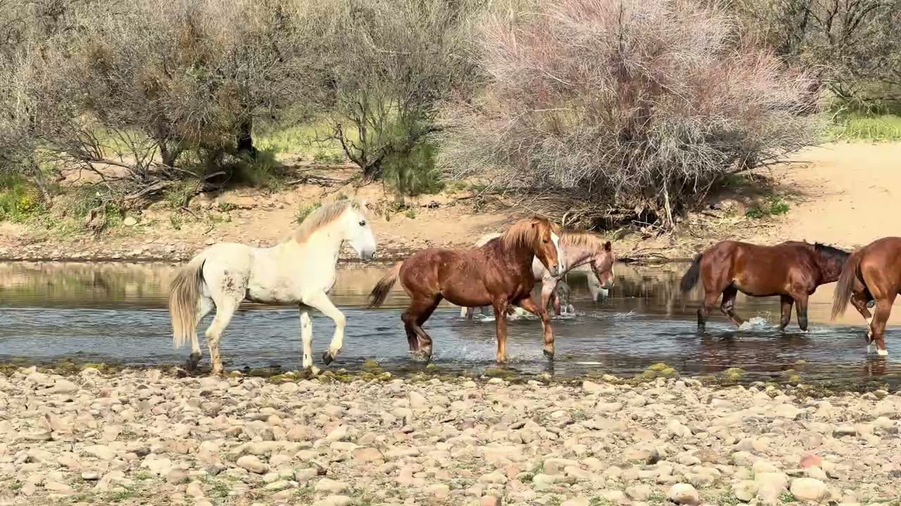 Salt River Horses