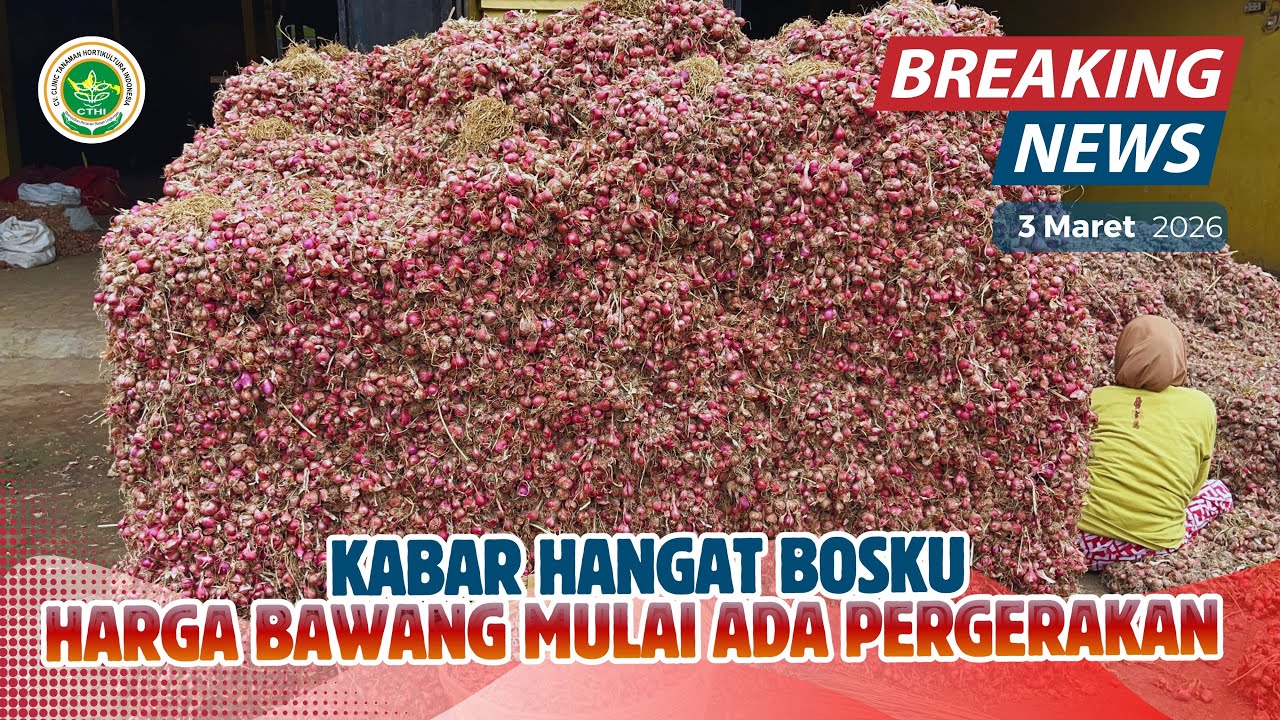 KABAR HANGAT BOSKU HARGA BAWANG MULAI ADA PERGERAKAN | INFO UPDATE HARGA BAWANG MERAH TERBARU