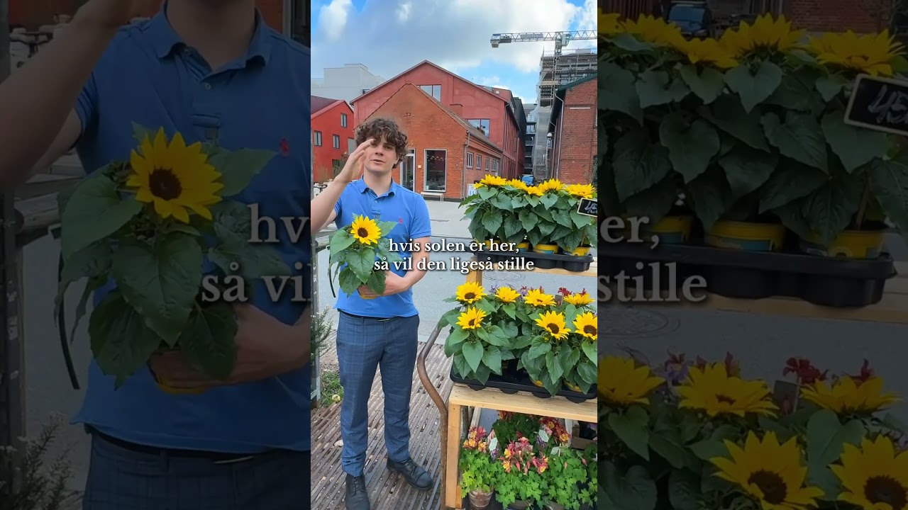 🌻 S&Aring;DAN PASSER DU DINE SOLSIKKER 🌻