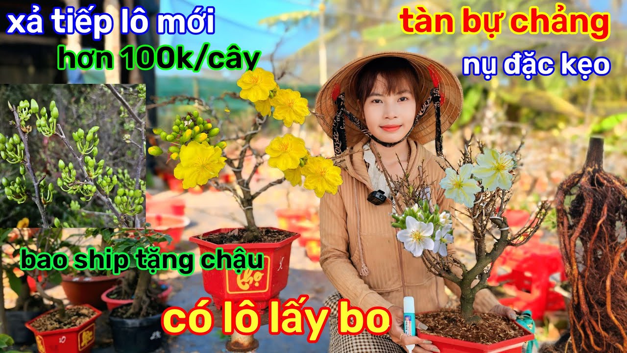 🌲4/2☎️Vườn mai Kim Nở☎️mai chơi tết🌲giao lưu xả gấp🌲vườn còn quá nhiều🌲xả dọn nền gấp 