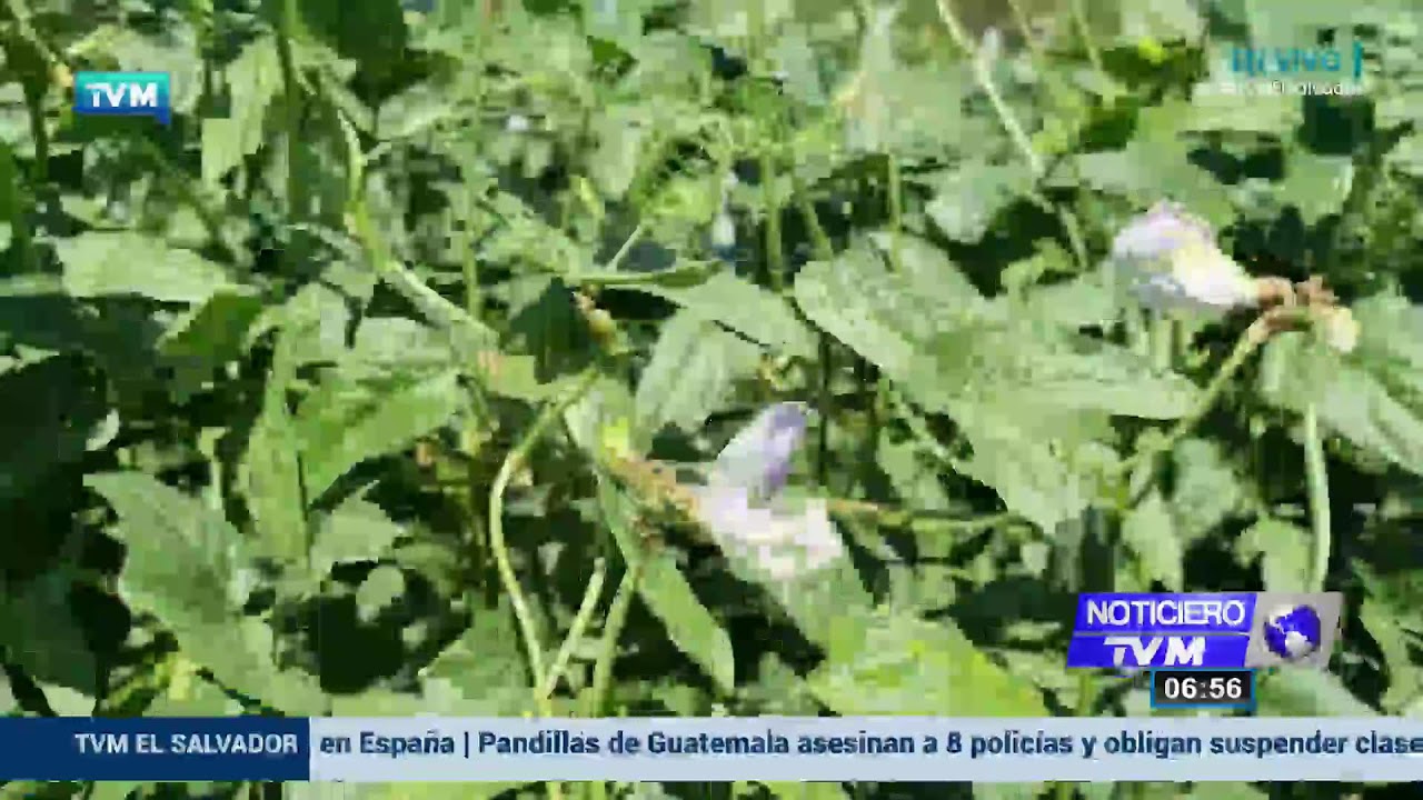EN VIVO NOTICIERO TVM EL SALVADOR