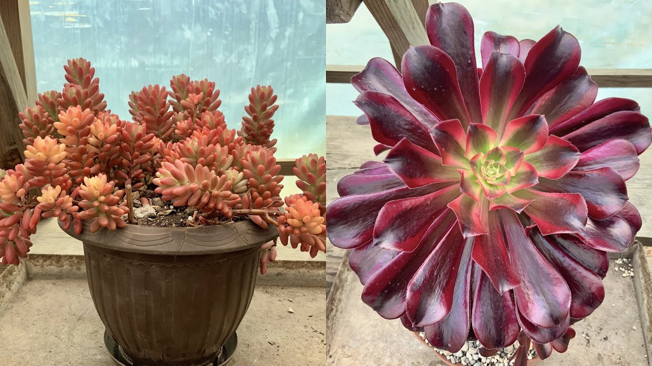 ¿Cómo obtener colores hermosos en nuestras suculentas?