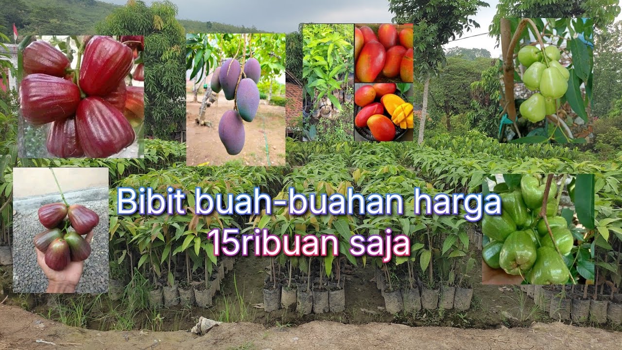Bibit buah-buahan harga 15ribuan || bibit mangga termurah