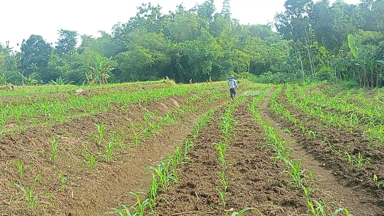 Membasmi Rumput di Tanaman Jagung Luur #part04 