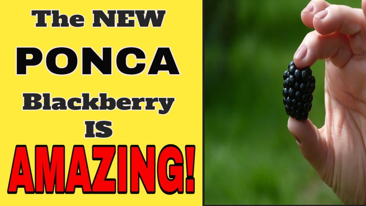 🍇 PONCA BLACKBERRIES 🍇 YOU NEED TO SEE THIS - A NEW BLACKBERRY VARIETY - AND IT MIGHT BE THE BEST!