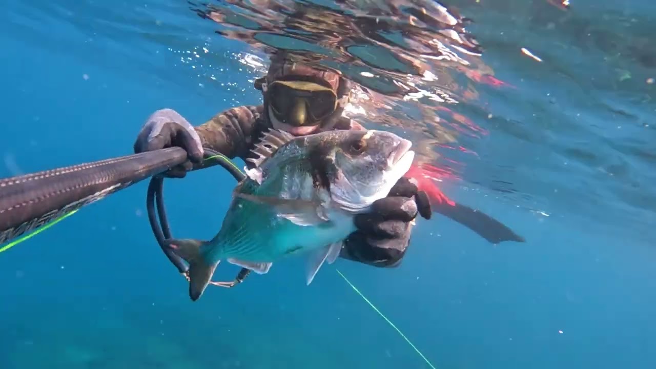 Super Ambush #fishing #pescasub #spearfishing #viral #fish #pesca #ocean #seafood #gopro #diving