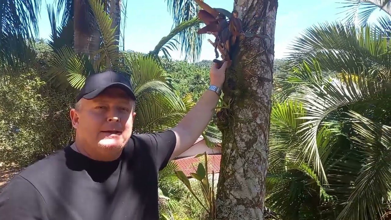 Um Tour pelo orquidário Tesch!