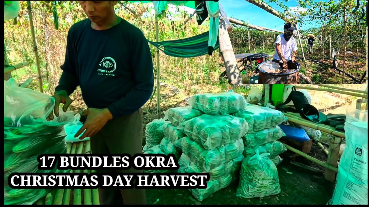 CHRISTMAS DAY 17 BUNDLES NG OKRA , AT 3 UNIT NG ATING VIDEOKE ANG NAKA RENT✌️🙏♥️