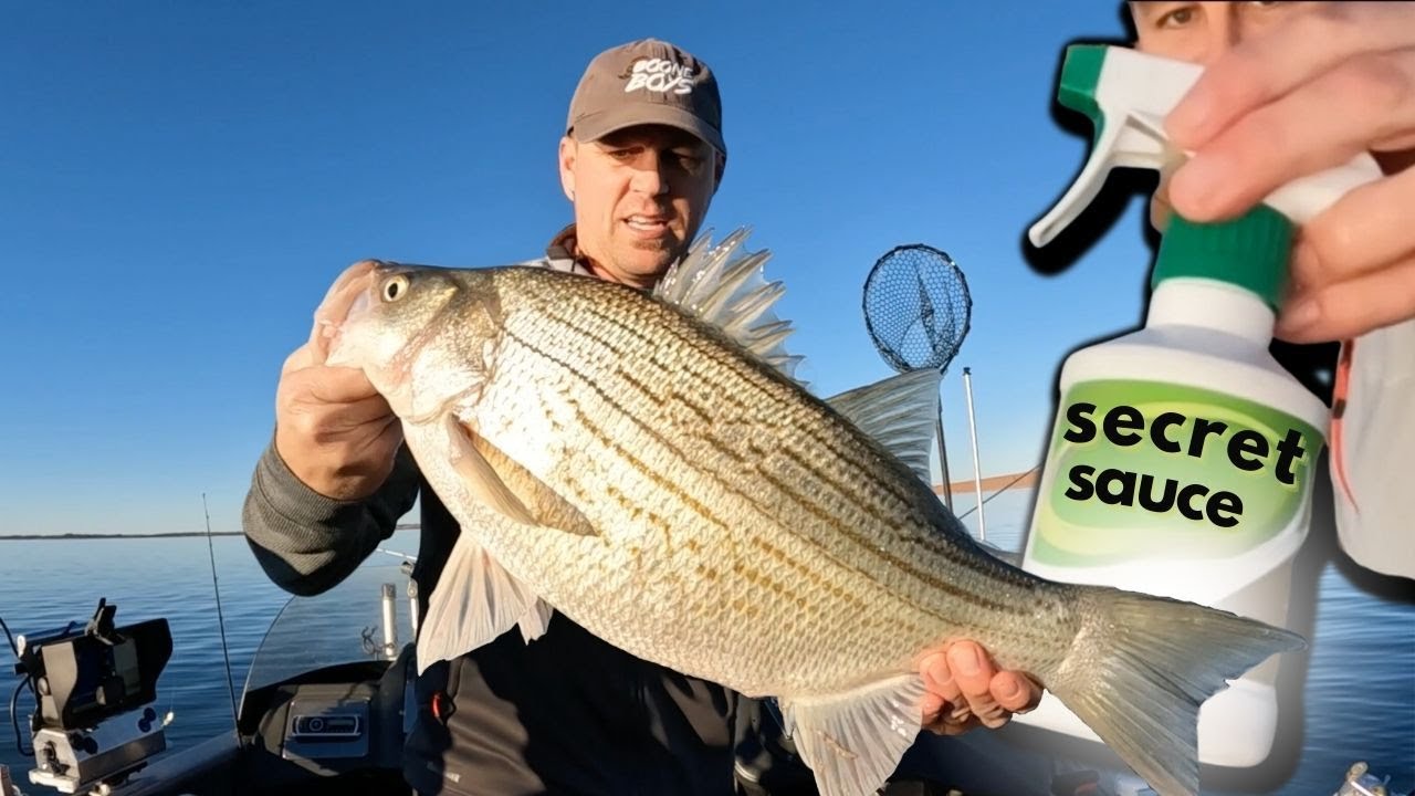 This Secret Sauce Caught EVERY Fish - Winter Deadstick Fishing Hybrid Bass