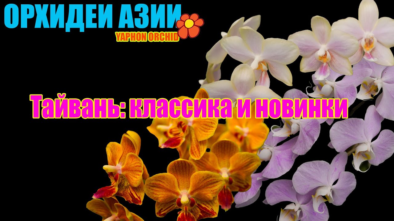 Какие орхидеи сейчас в топе? Репортаж из Тайваня: классика и новинки Yaphon
