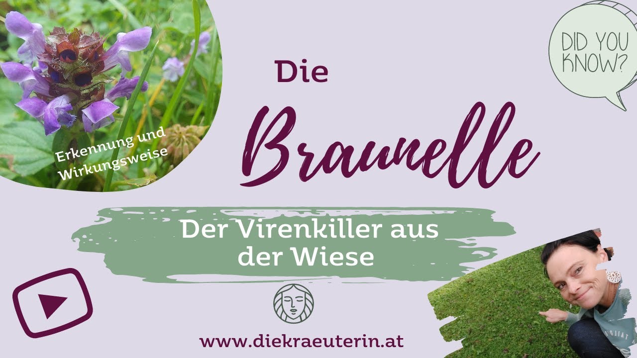 Die Braunelle-Anwendung und Wirkung