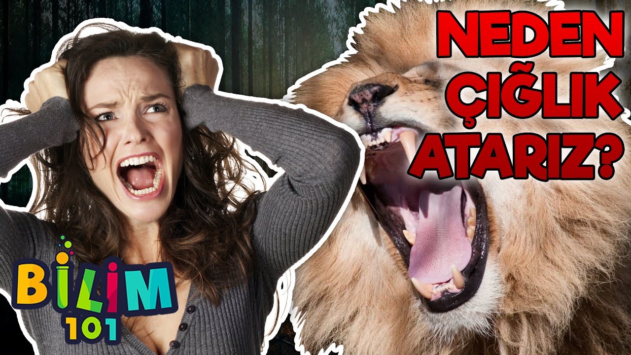 Neden Çığlık Atarız?