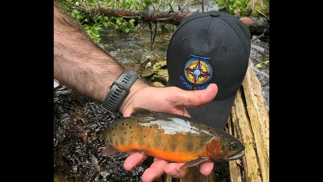 Cabresto Creek, New Mexico for Rio Grande Cutthroat: Roam and Reel