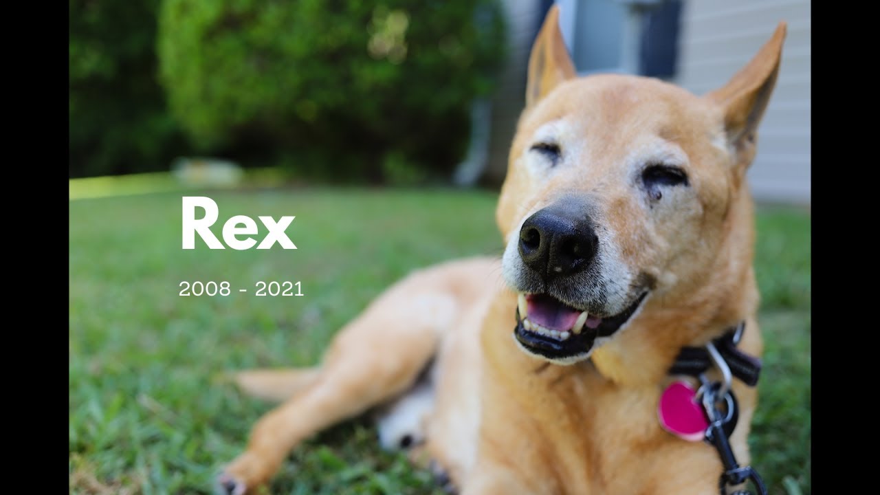 Rex's Last Day // Celebration of Life 🐾