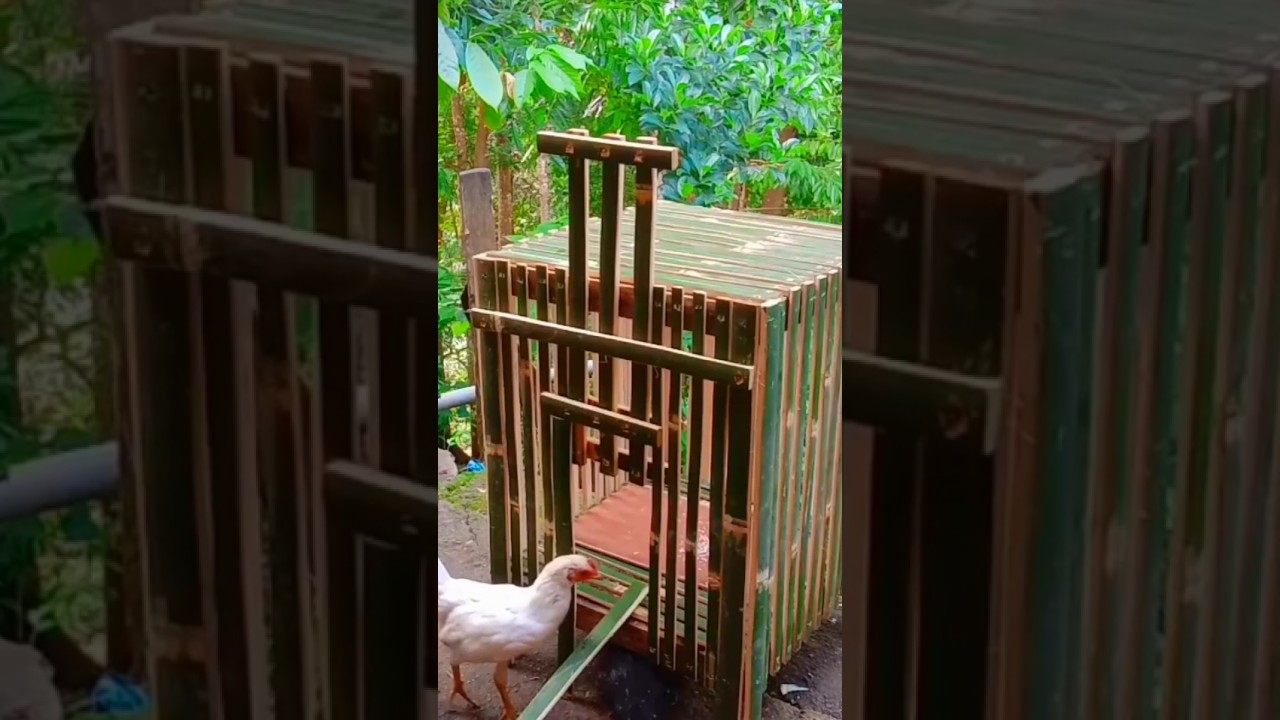 #shorts cara tercepat bikin kandang ayam #diy#craft#creative