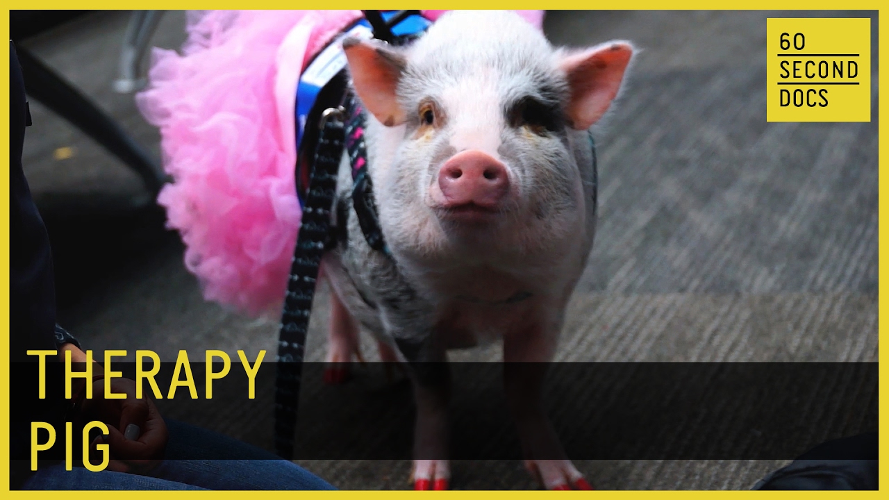 Therapy Pig // 60 Second Docs