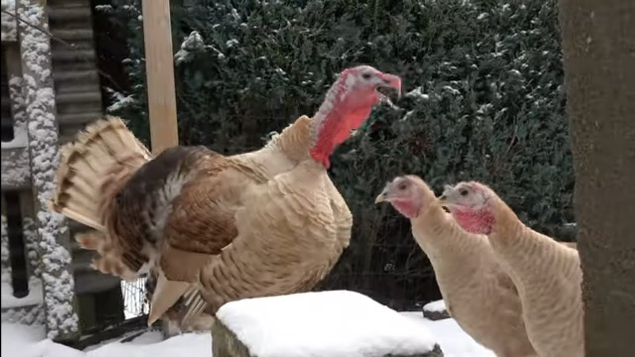 Puten und Hühner im Winter-Kleiner Rundgang durch Stall und Garten mit Tips und Tricks für Geflügel