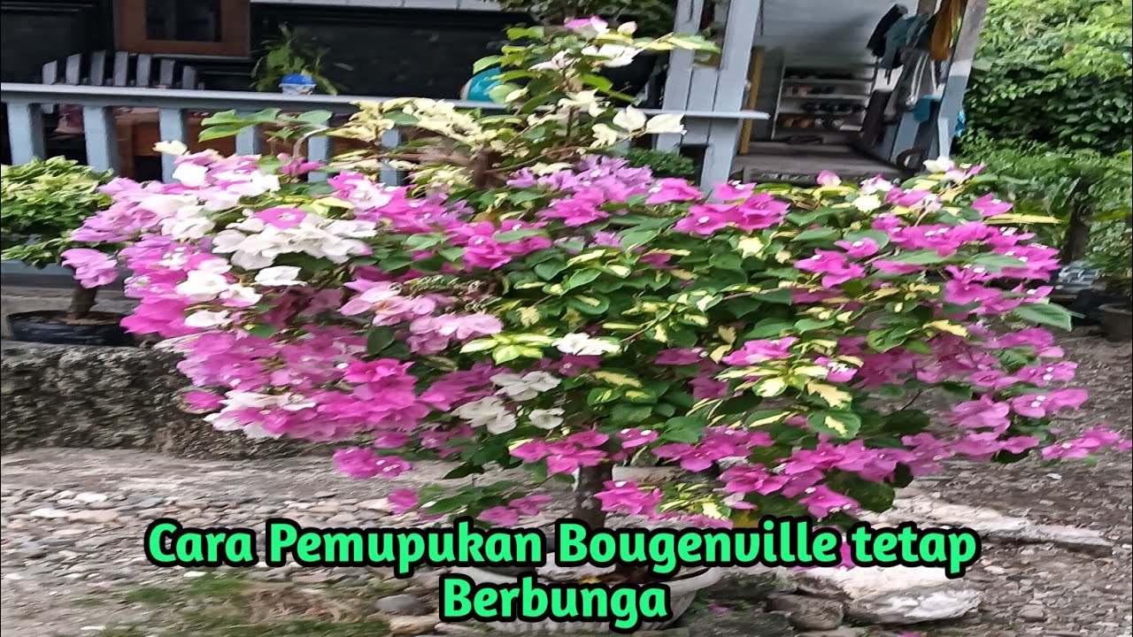 Cara Pemupukan pada Bougenville agar Bunganya tetap Mekar terus #bungabougenville#