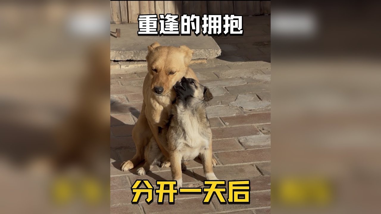 当狗妈妈的孩子第一次离开家……