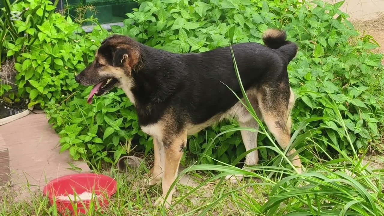 Bringing food for homeless cats and dogs#cat #dog #straycat #straydogs #food #petlover #viralvideo 