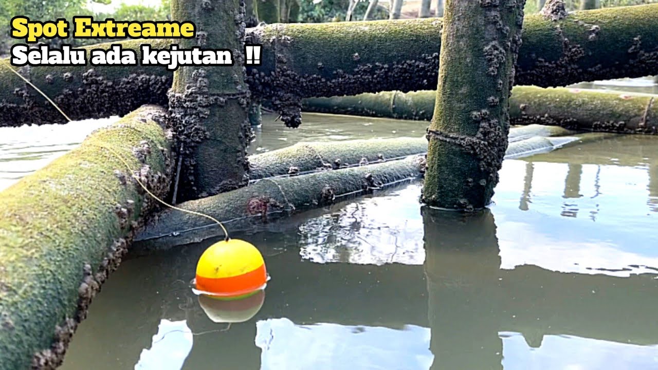 Sambaran pertama kakap putih penunggu akar pohon bakau tua! Mancing kakap putih