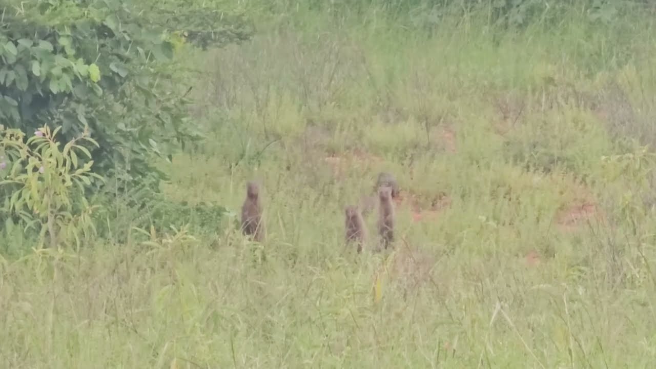Unexpected Safari Sighting: Mongoose in Botswana
