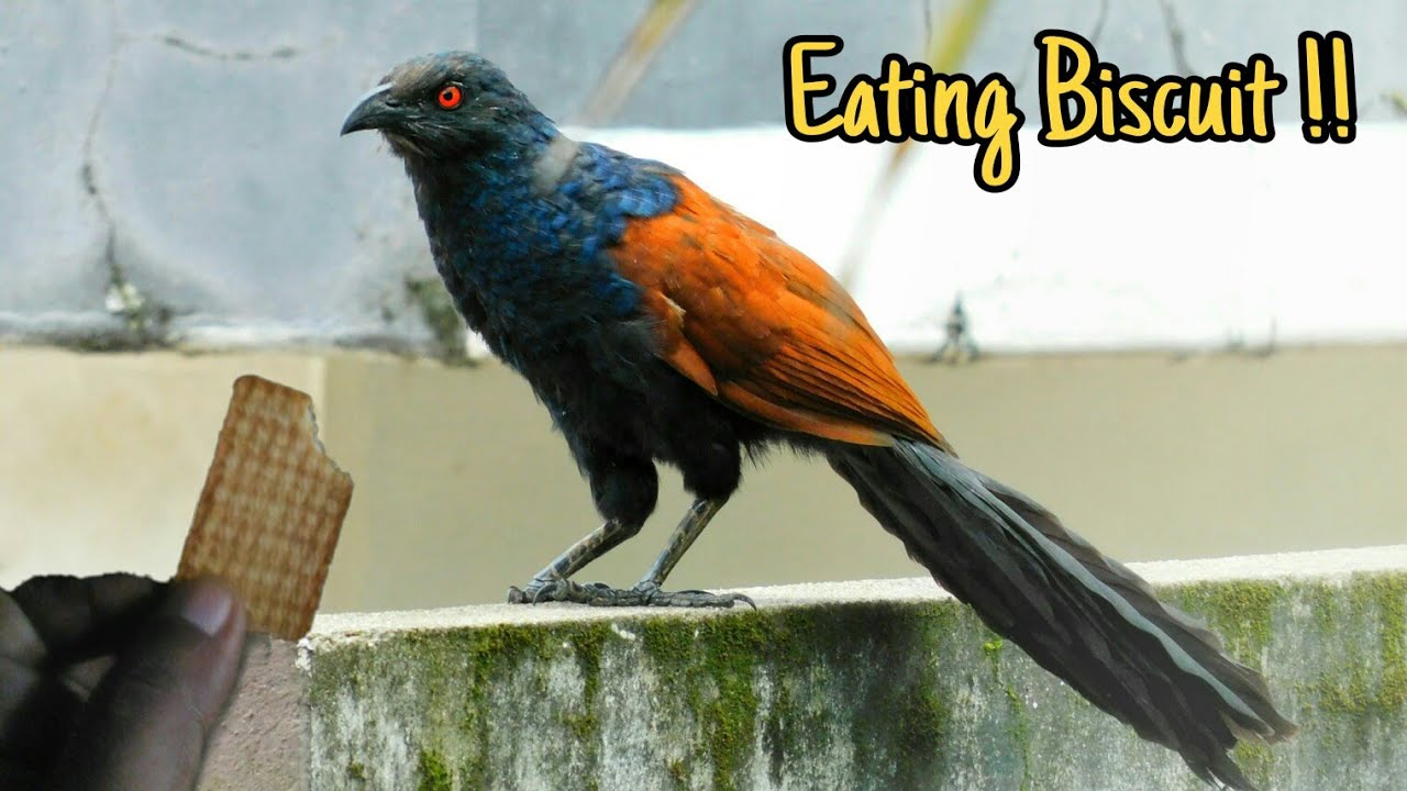 The lucky bird - Greater coucal Bird /crow pheasant Bird / ukkan / Centropus sinensis / ചെമ്പോത്ത്