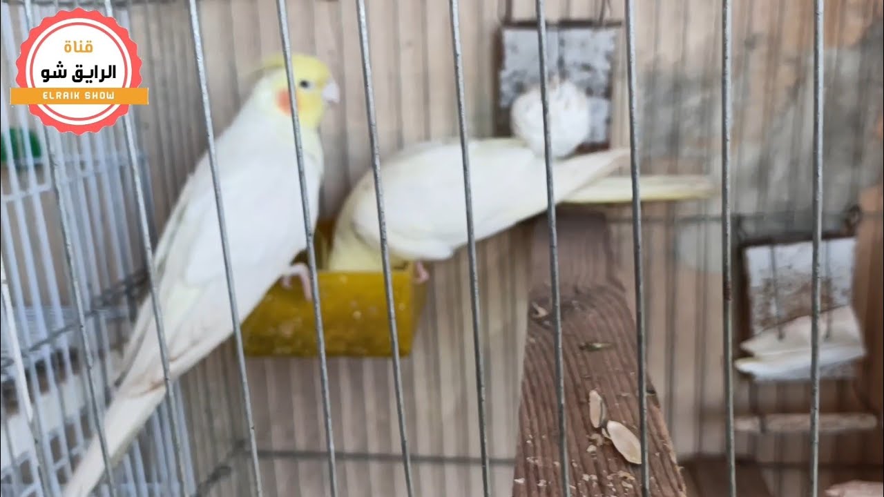 تربيه الحمام والكوكتيل والبادجي في البلكونه ليها روح تانيه