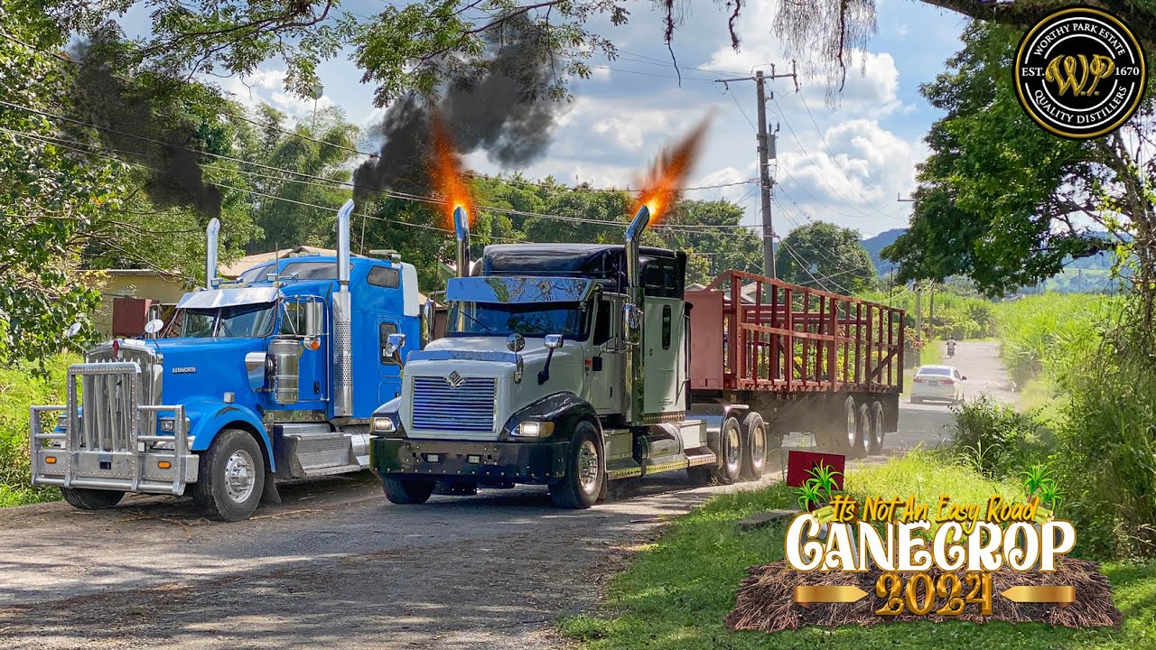 Jamaican Cane Truckers |  In Action | S01E04 | Cane Crop 2024 | Worthy Park Estate | Official Video