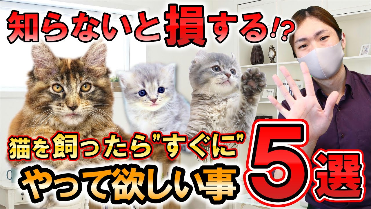 【知らないと損する!?】猫を飼ったら