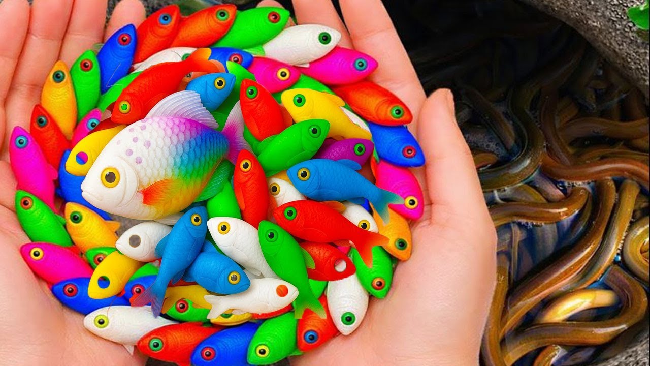 Catch Stranger Freshwater Aquarium Fish In Biggest vs Smallest Egg, Snails, Baby Turtles, Eels, Koi