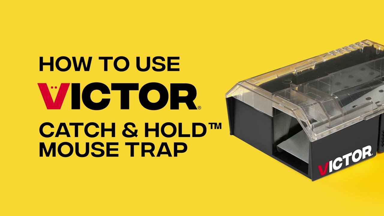 How to Use the Victor Catch & Hold Mouse Trap | M335