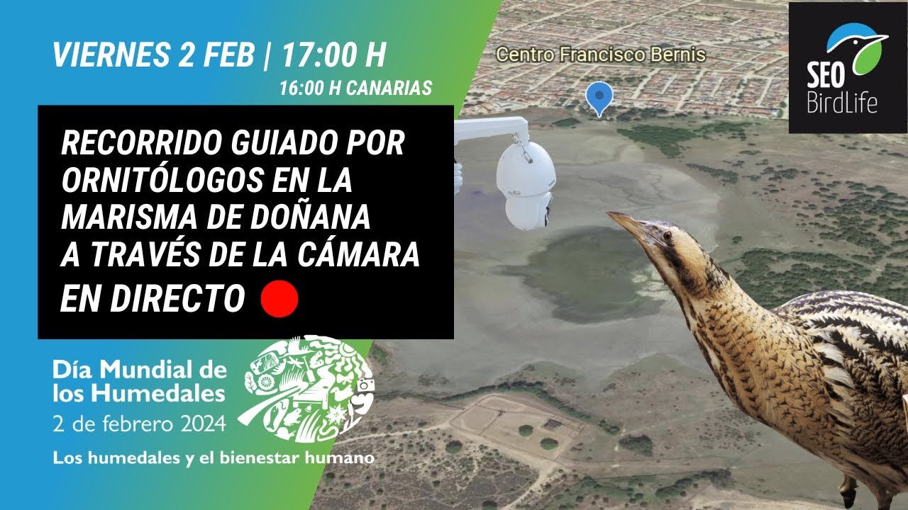 🔴 DOÑANA DIRECTO-🔴 - Recorrido virtual por Doñana, narrada por ornitólogos de SEO/BirdLife