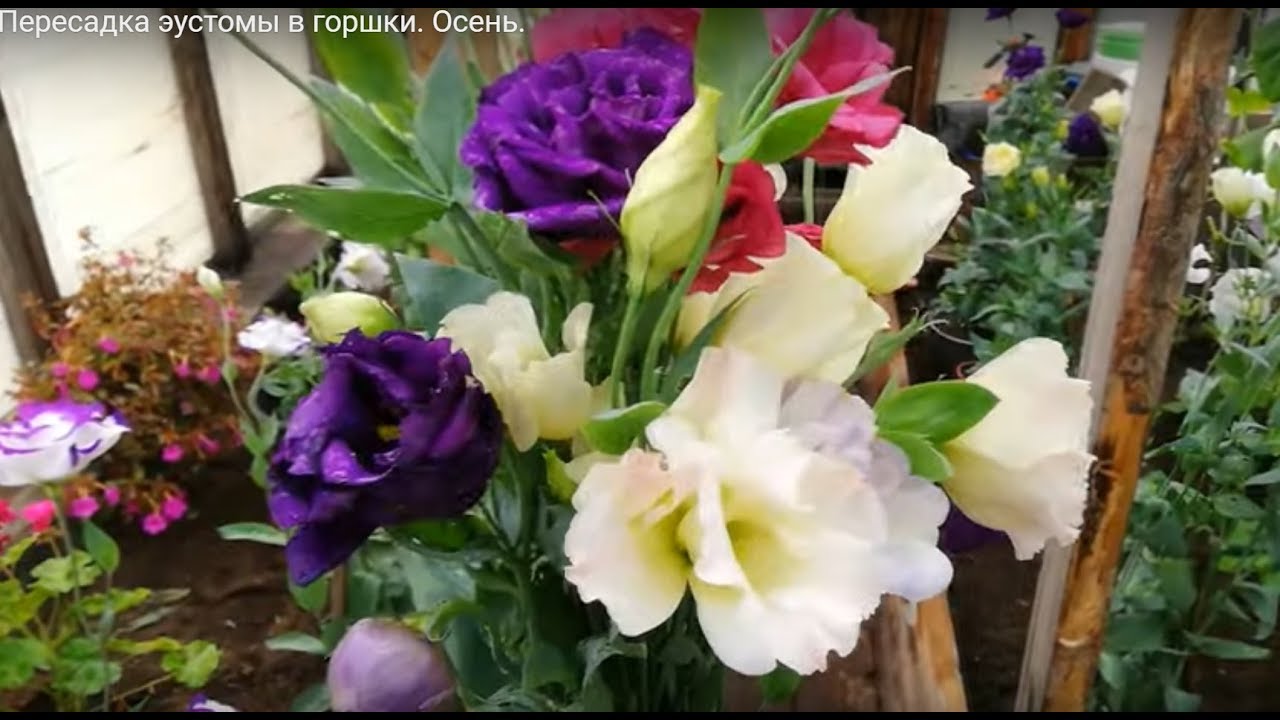 Пересадка эустомы в кашпо. Осень.