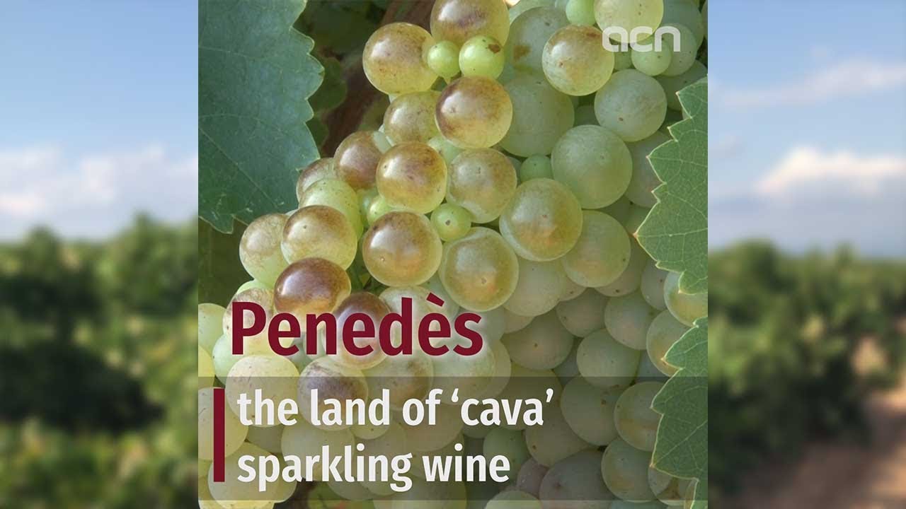 Pened&egrave;s, the land of 'cava' sparkling wine