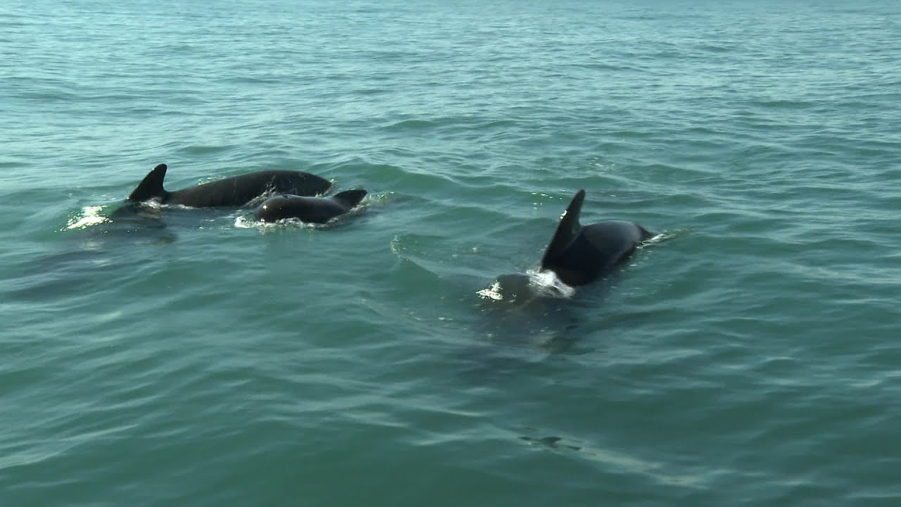 Pays basque : des grands dauphins observés au Gouf de Capbreton
