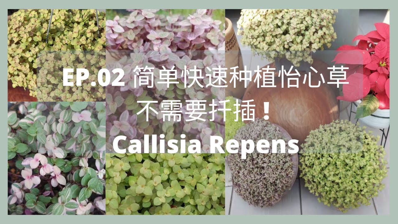 不用扦插就能种植怡心草，简单又快速!｜怡心草 EP.02 | New Easy Way To Plant Callisia Repens