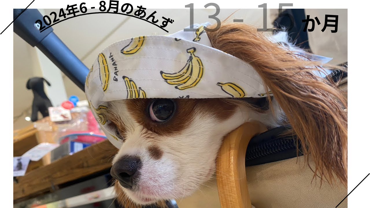 【キャバリア】2024年6 - 8月のあんず（13 - 15か月） Cavalier Anzu in May 2024, 13 - 15 months old