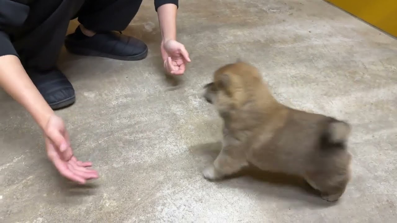 柴犬女子12月27日生まれ