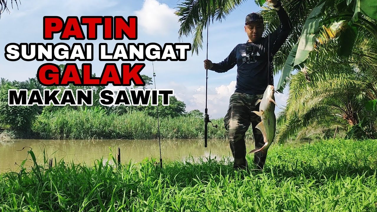 MENGGASAK PATIN LIAR MENGGUNAKAN UMPAN PATI MINYAK SAWIT PERAM || UMPAN KILLER PATIN SUNGAI LANGAT.