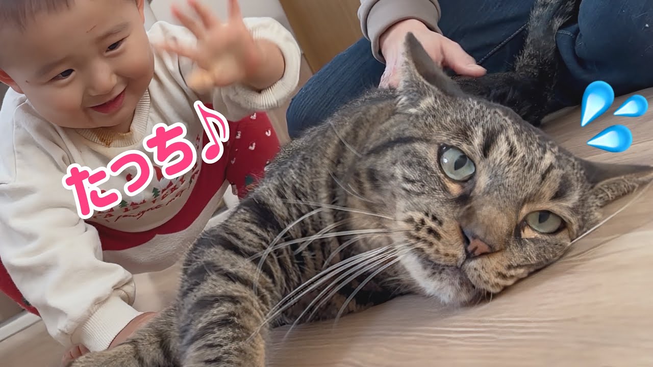 猫によって撫で方が変わる１歳児､温厚な老猫には‥