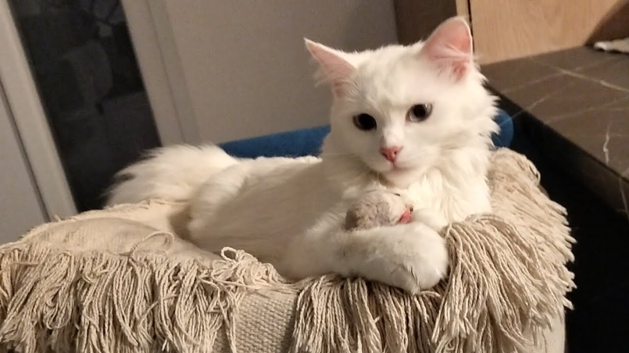 POV: Your Cat Thinks She’s Royalty 👑🐱