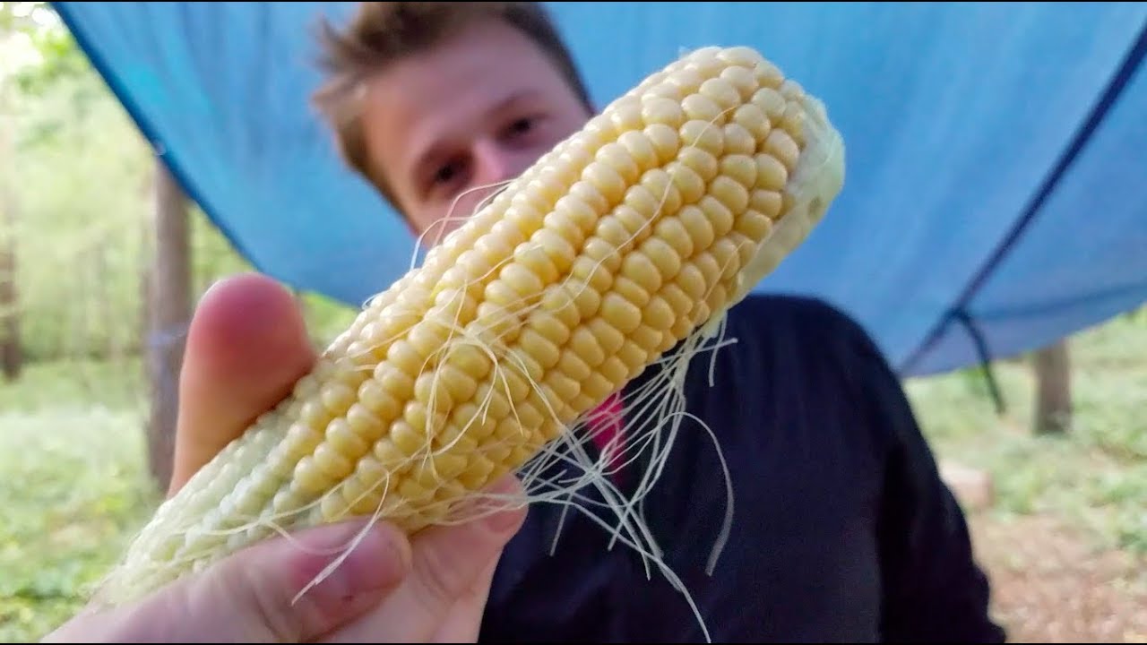CORN & COCREATORS