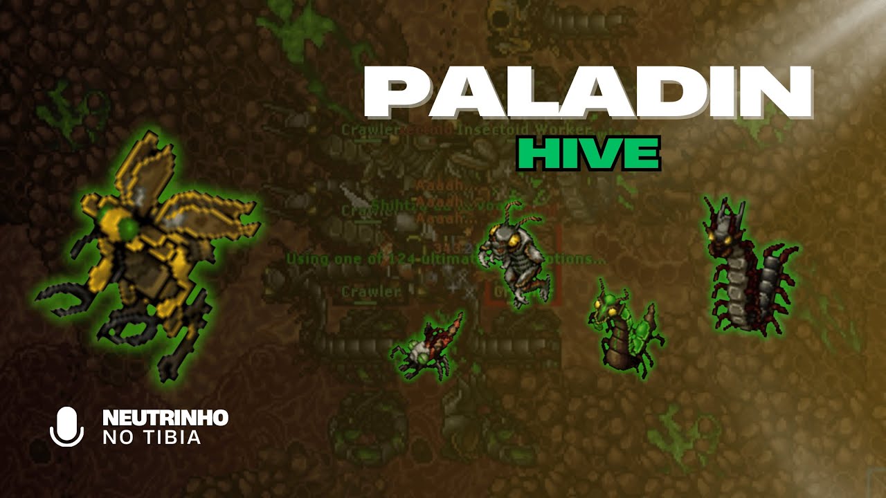 TIBIA - GRAY ISLAND HIVE | PALADIN LEVEL 130+