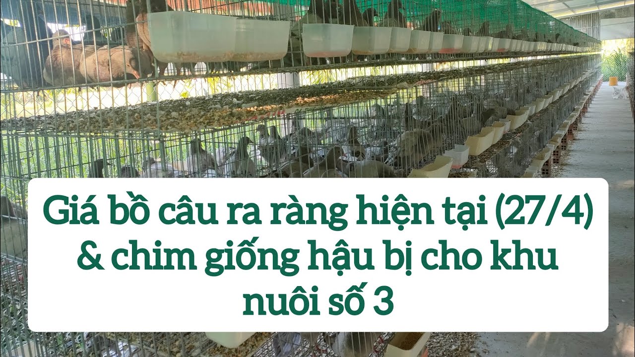 GIÁ CHIM BỒ CÂU RA RÀNG HIỆN TẠI (27/4) & CHIM BỒ CÂU TITAN GIỐNG HẬU BỊ CHO KHU NUÔI SỐ 3