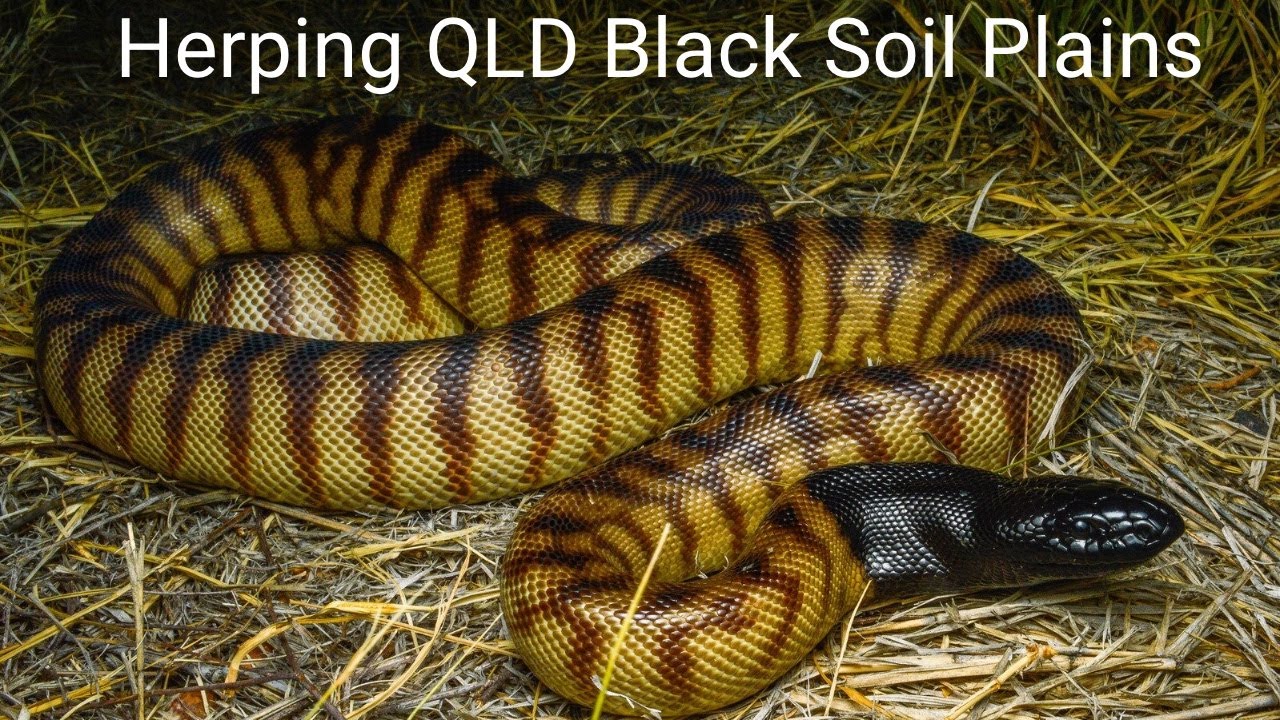 Herping Queensland's Black soil Plains