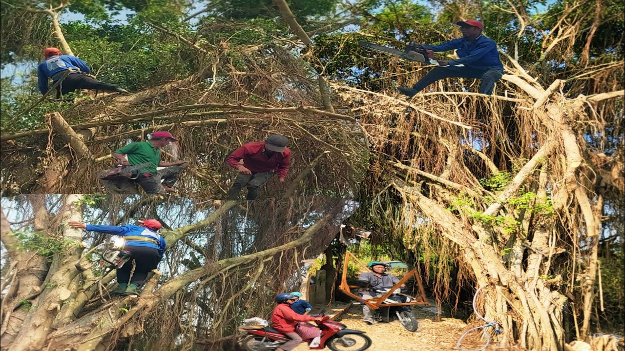 Cưa Cây Xanh Siêu Khủng Um Tùm / Cutting Down Huge, Dense Green Trees | P239